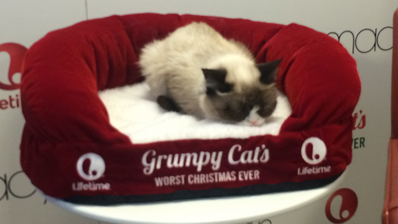 Illustration for article titled I Met Grumpy Cat and It Was Fucking Abysmal